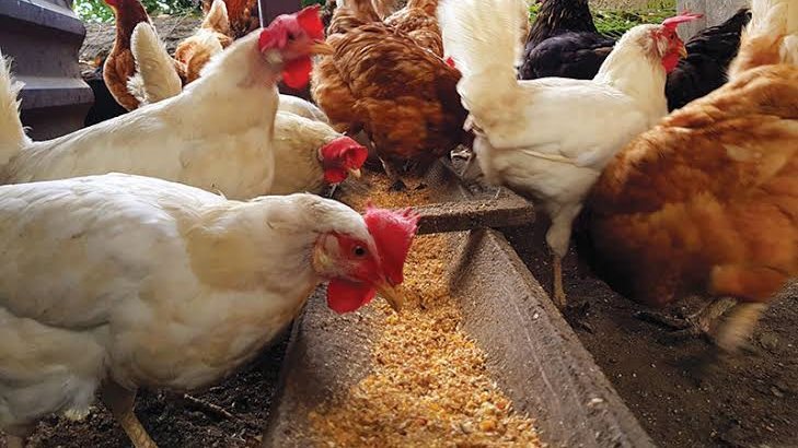 ����� ������� ������ ����� ������� 6 / 4 / 2026 �� �������