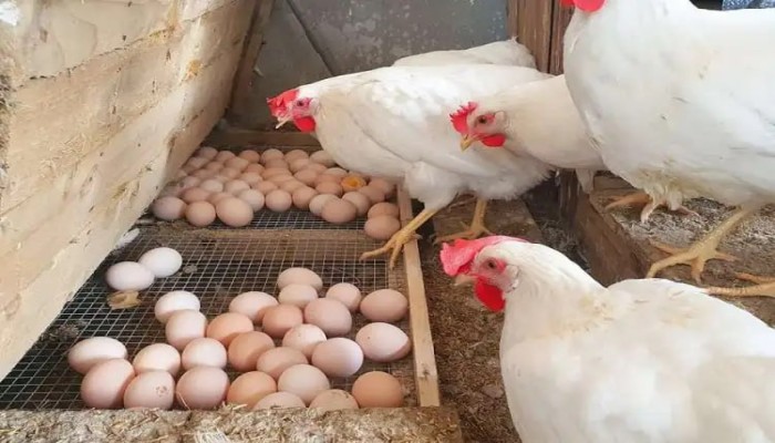 أسعار الدواجن والبيض اليوم السبت 21 / 6 / 2025 فى الاسواق