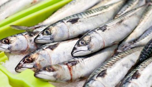 ����� ������� ����� ����� 1 / 2 / 2026 �� �������