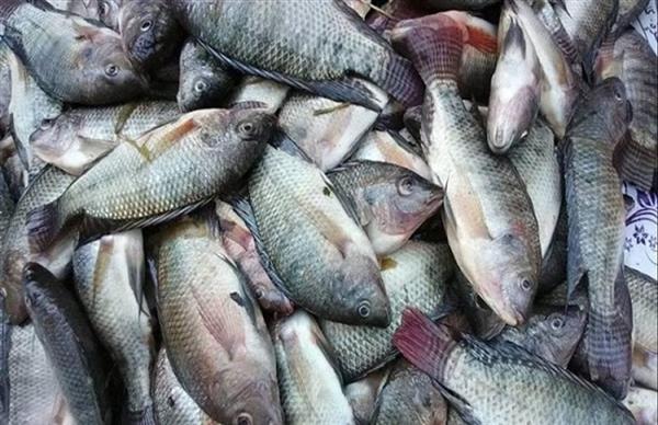 ����� ������� ����� ������ 18 / 12 / 2025 �� ��� ������ ������