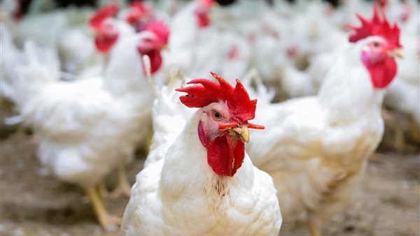 ����� ������� ������ ����� ������ 8 / 1 / 2026 �� �������