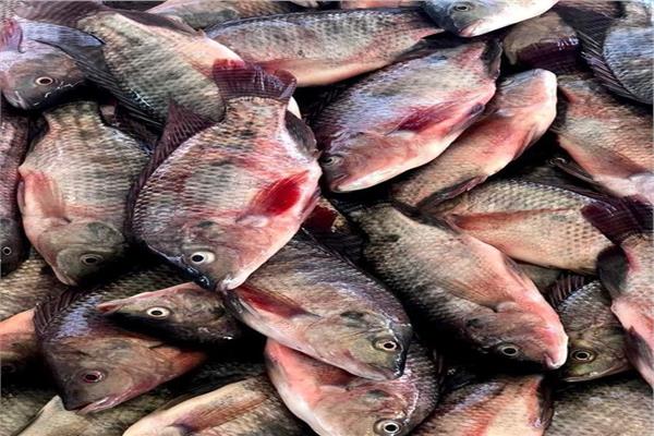 ����� ������� ����� ����� 25 / 1 / 2026 �� ��� ������ ������