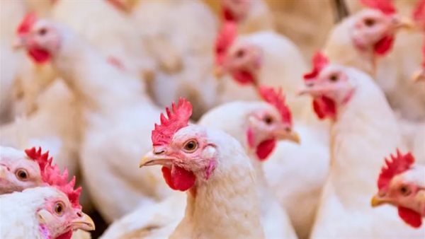 ����� ������� ������ ����� �������� 31 / 3 / 2026 �� �������