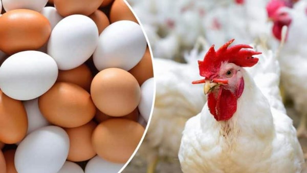 ����� ������� ������ ����� �������� 25 / 3 / 2026 �� �������