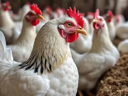 ����� ������� ������ ����� ����� 14 / 2 / 2026 �� �������