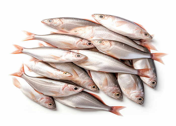 ����� ������� ����� ������� 22 / 12 / 2025 �� ��� ������