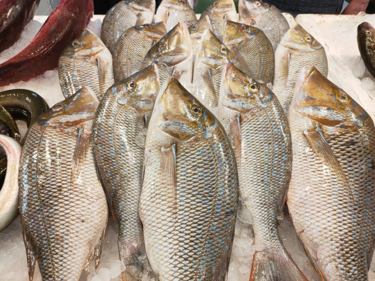 ����� ������� ����� ����� 12 / 4 / 2024 �� ��� ������