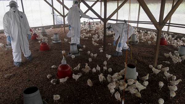 ارتفاع أسعار البيض فى تشيلى وإغلاق 27 شركة بسبب أنفلونزا الطيور