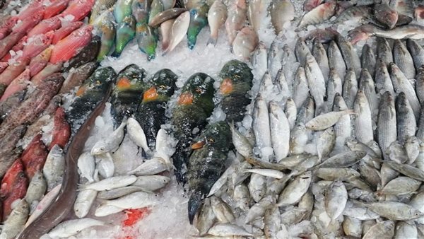 ����� ������� ����� �������� 24 / 2 / 2026 �� ��� ������