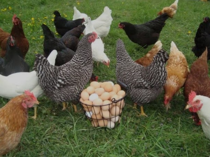 ����� ������� ������ ����� ����� 4 / 4 / 2026 �� ������